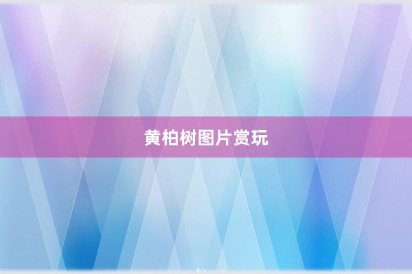 黄柏树图片赏玩